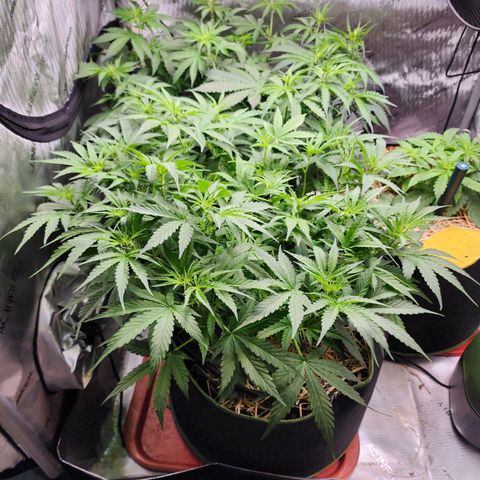 Zkittlez Auto 3 growlog timeline photo