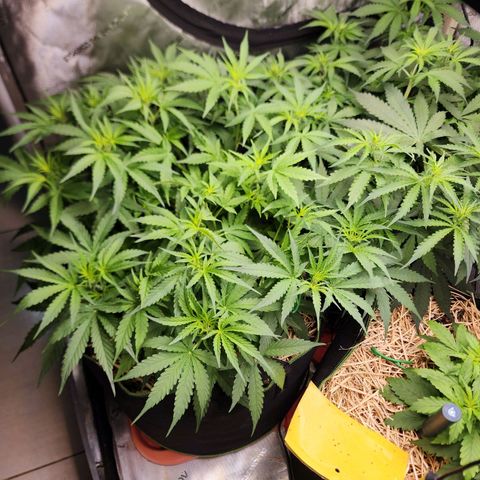 Zkittlez Auto 3 growlog timeline photo