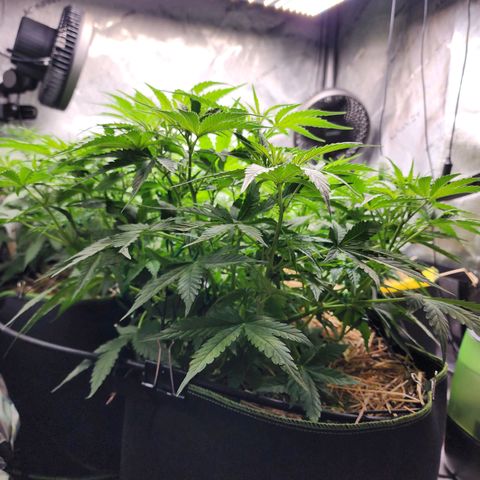 Zkittlez Auto 3 growlog timeline photo
