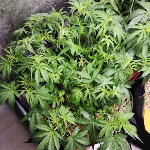 Zkittlez Auto 3 growlog timeline photo