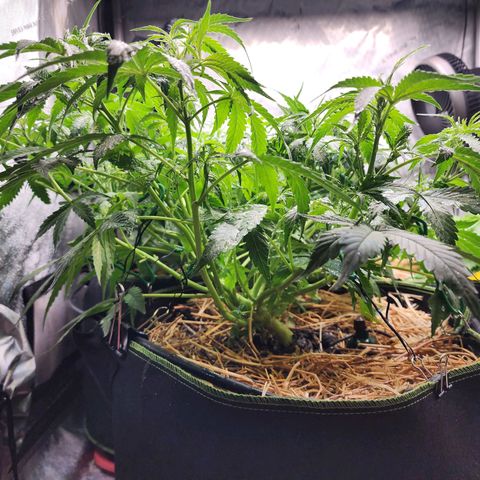 Zkittlez Auto 3 growlog timeline photo