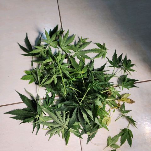Zkittlez Auto 3 growlog timeline photo