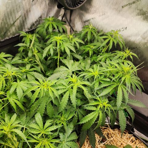 Zkittlez Auto 1 growlog timeline photo