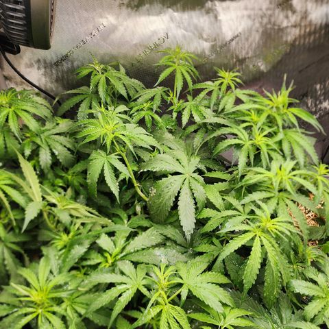 Zkittlez Auto 1 growlog timeline photo