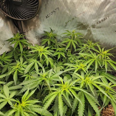 Zkittlez Auto 1 growlog timeline photo