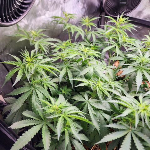 Zkittlez Auto 1 growlog timeline photo