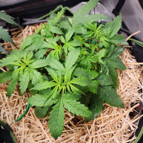 Gorilla Auto growlog timeline photo
