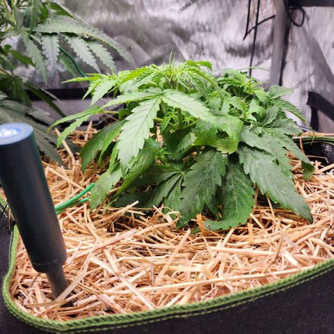 Gorilla Auto growlog timeline photo