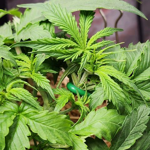 Gorilla Auto growlog timeline photo