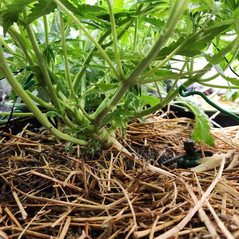Zkittlez Auto 3 growlog timeline photo