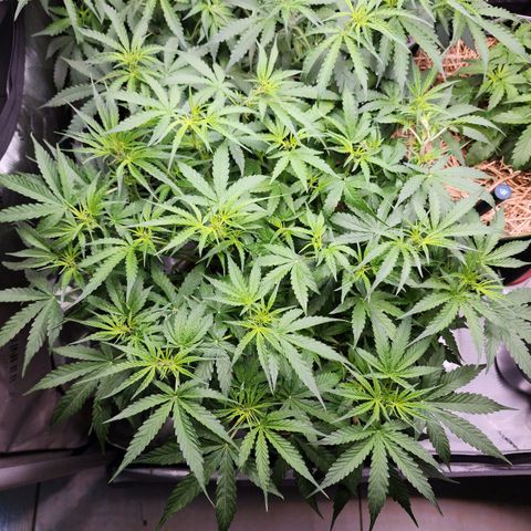 Zkittlez Auto 3 growlog timeline photo