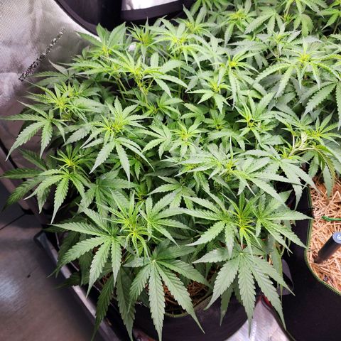 Zkittlez Auto 3 growlog timeline photo
