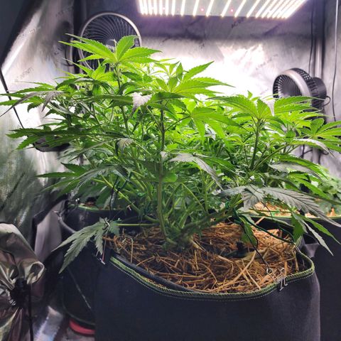 Zkittlez Auto 3 growlog timeline photo