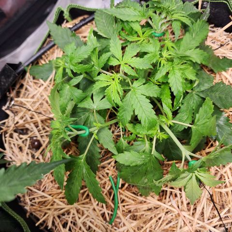 Gorilla Auto growlog timeline photo