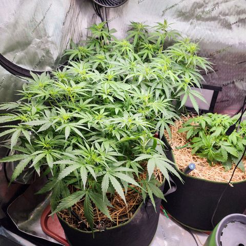 Gorilla Auto growlog timeline photo