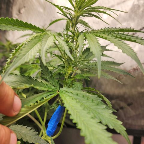 Zkittlez Auto 1 growlog photo: Rompi la rama proncipla. Y la pegué con cinta 