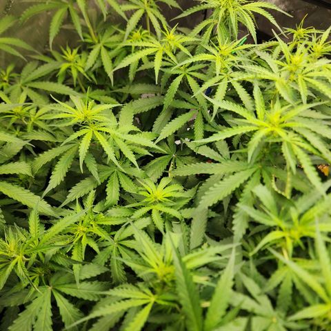Zkittlez Auto 1 growlog timeline photo