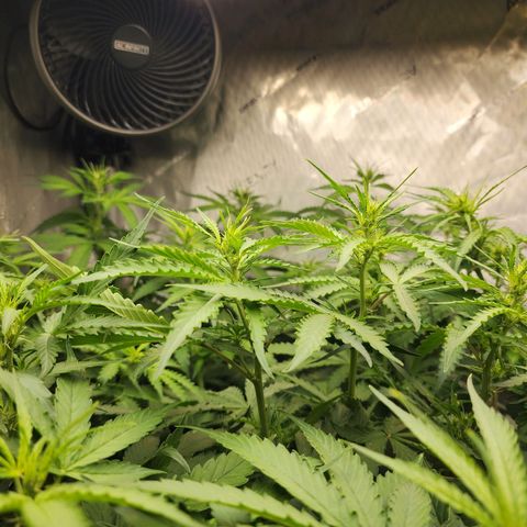 Zkittlez Auto 1 growlog timeline photo