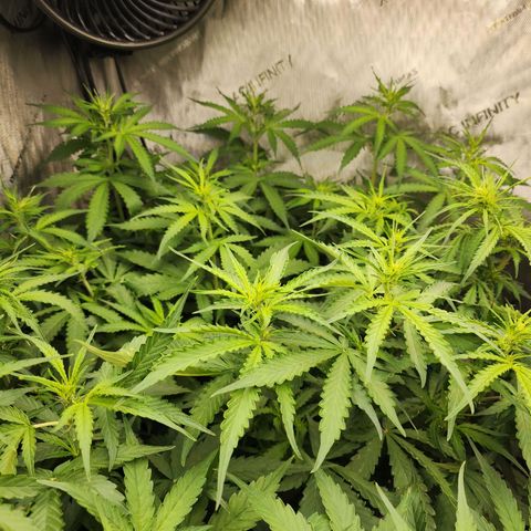 Zkittlez Auto 1 growlog timeline photo