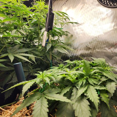 Gorilla Auto growlog timeline photo