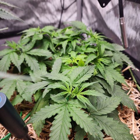 Gorilla Auto growlog timeline photo