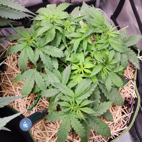 Gorilla Auto growlog timeline photo
