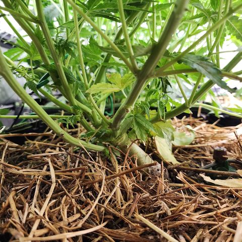 Zkittlez Auto 3 growlog timeline photo