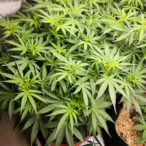 Zkittlez Auto 3 growlog timeline photo