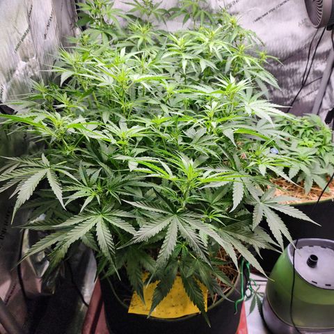 Zkittlez Auto 3 growlog timeline photo