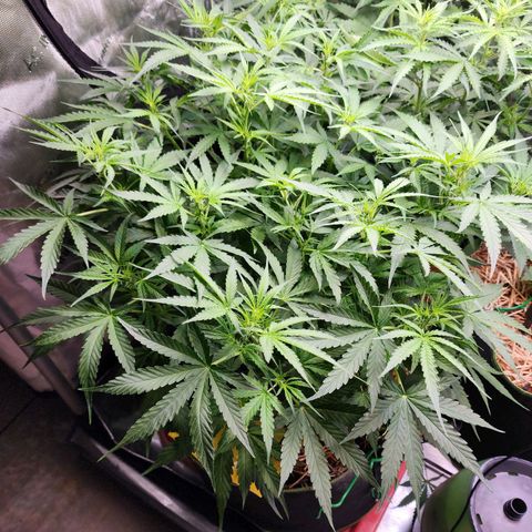 Zkittlez Auto 3 growlog timeline photo