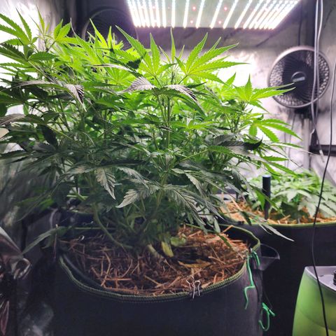 Zkittlez Auto 3 growlog timeline photo