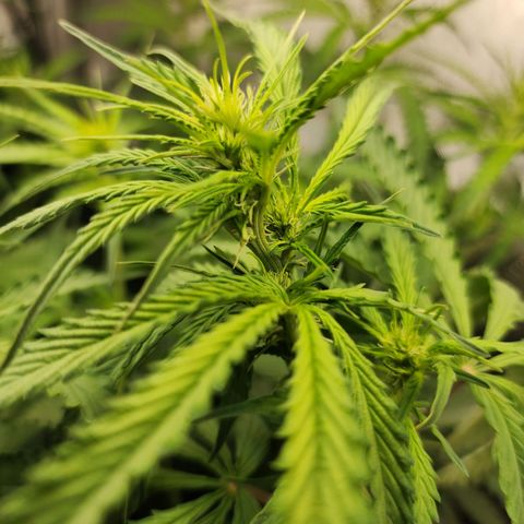 Zkittlez Auto 1 growlog timeline photo