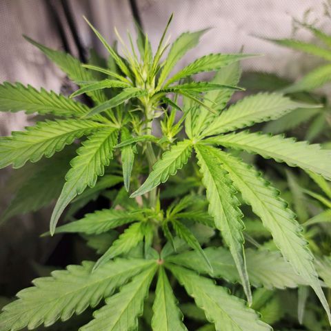 Zkittlez Auto 1 growlog timeline photo