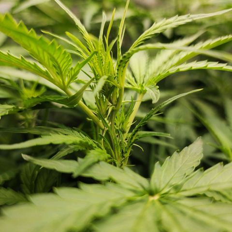 Zkittlez Auto 3 growlog timeline photo