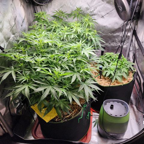 Zkittlez Auto 3 growlog timeline photo