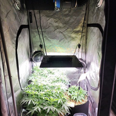 Zkittlez Auto 3 growlog timeline photo