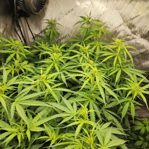 Zkittlez Auto 1 growlog timeline photo
