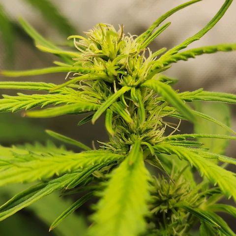 Zkittlez Auto 1 growlog timeline photo