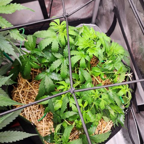 Gorilla Auto growlog timeline photo
