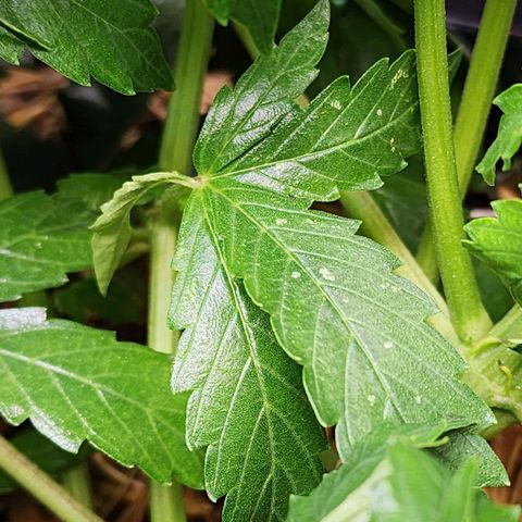 Gorilla Auto growlog timeline photo