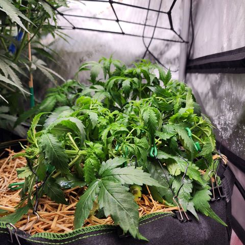 Gorilla Auto growlog timeline photo