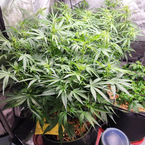 Zkittlez Auto 3 growlog timeline photo