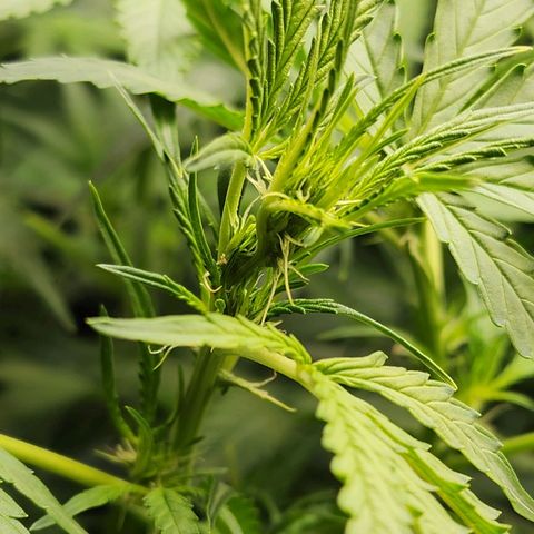 Zkittlez Auto 3 growlog timeline photo