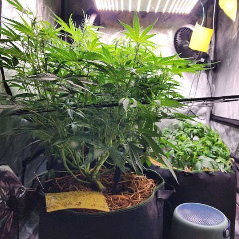 Zkittlez Auto 3 growlog timeline photo