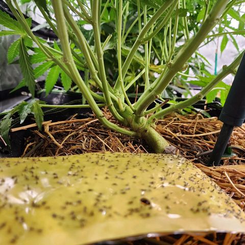 Zkittlez Auto 3 growlog timeline photo