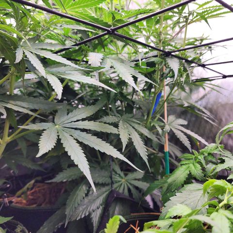 Zkittlez Auto 1 growlog timeline photo