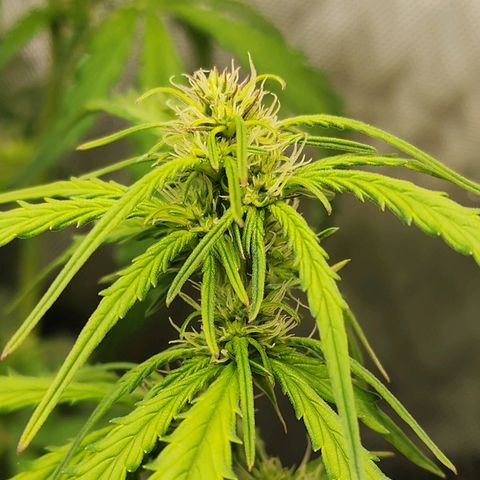Zkittlez Auto 1 growlog timeline photo