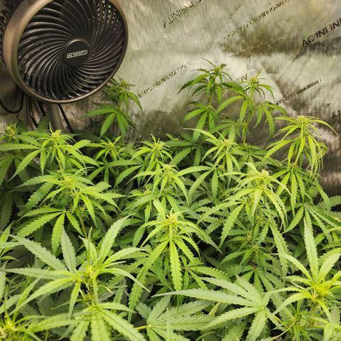 Zkittlez Auto 1 growlog timeline photo