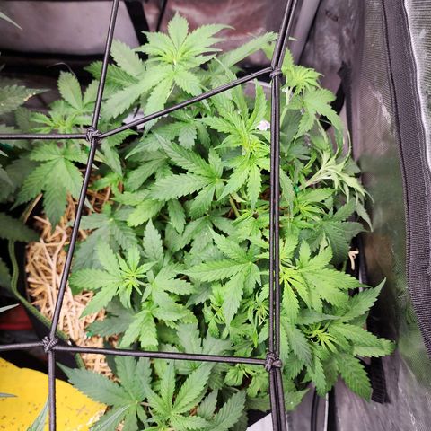 Gorilla Auto growlog timeline photo