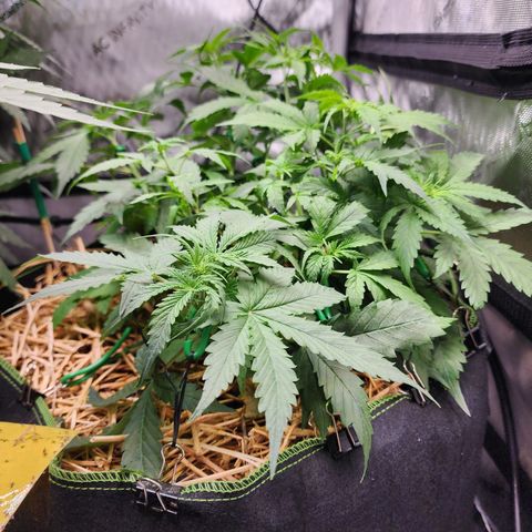 Gorilla Auto growlog timeline photo